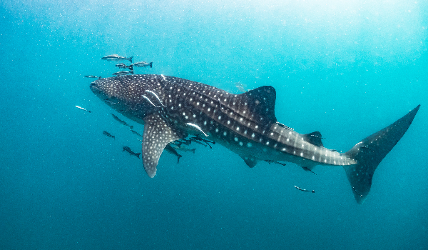 Whale Shark in Isla Mujeres